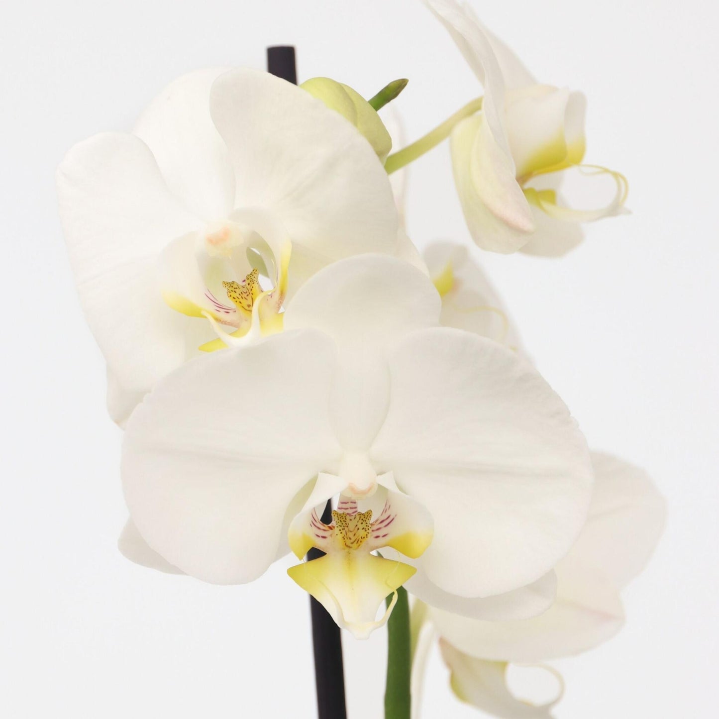 Orqídea Phalaenopsis - Phalaenopsis - Altura 50-60cm - ⌀12cm_3