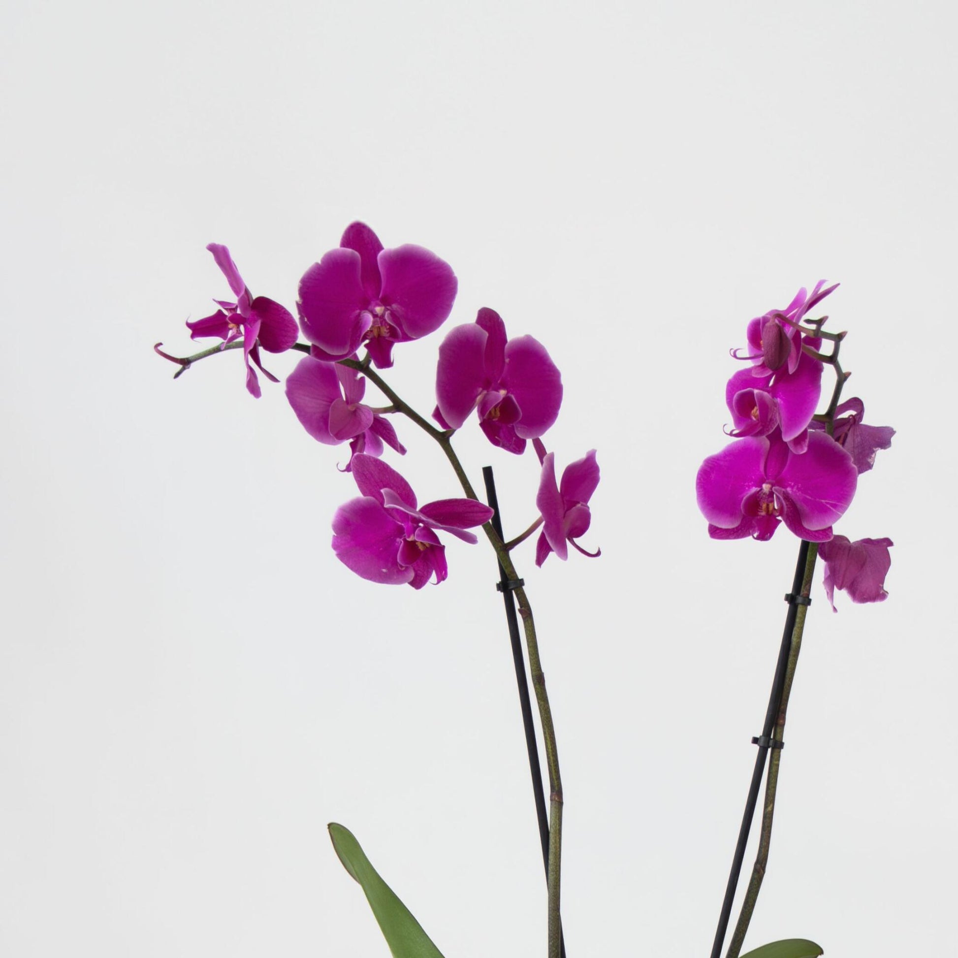 Orqídea Phalaenopsis - Phalaenopsis - Altura 50-60cm - ⌀12cm_3