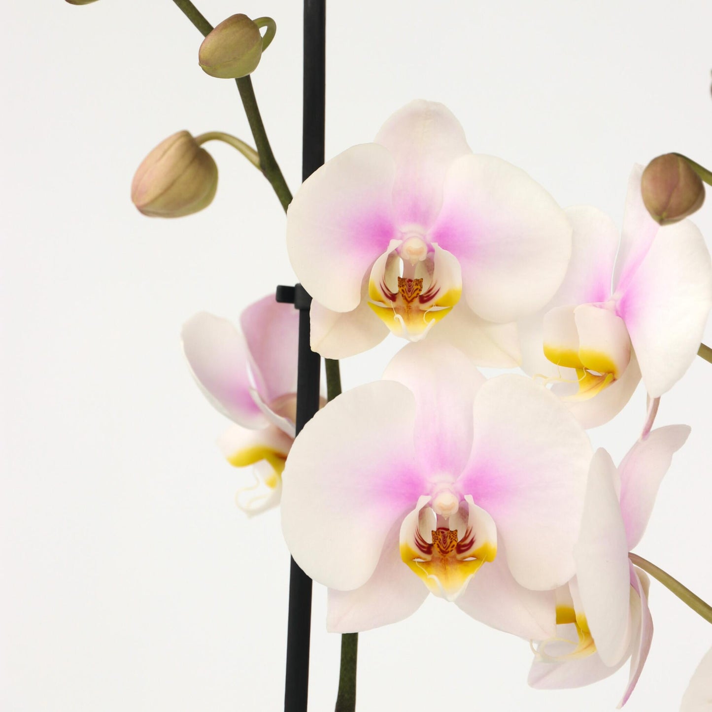 Orqídea Phalaenopsis - Phalaenopsis - Altura 50-60cm - ⌀12cm_3