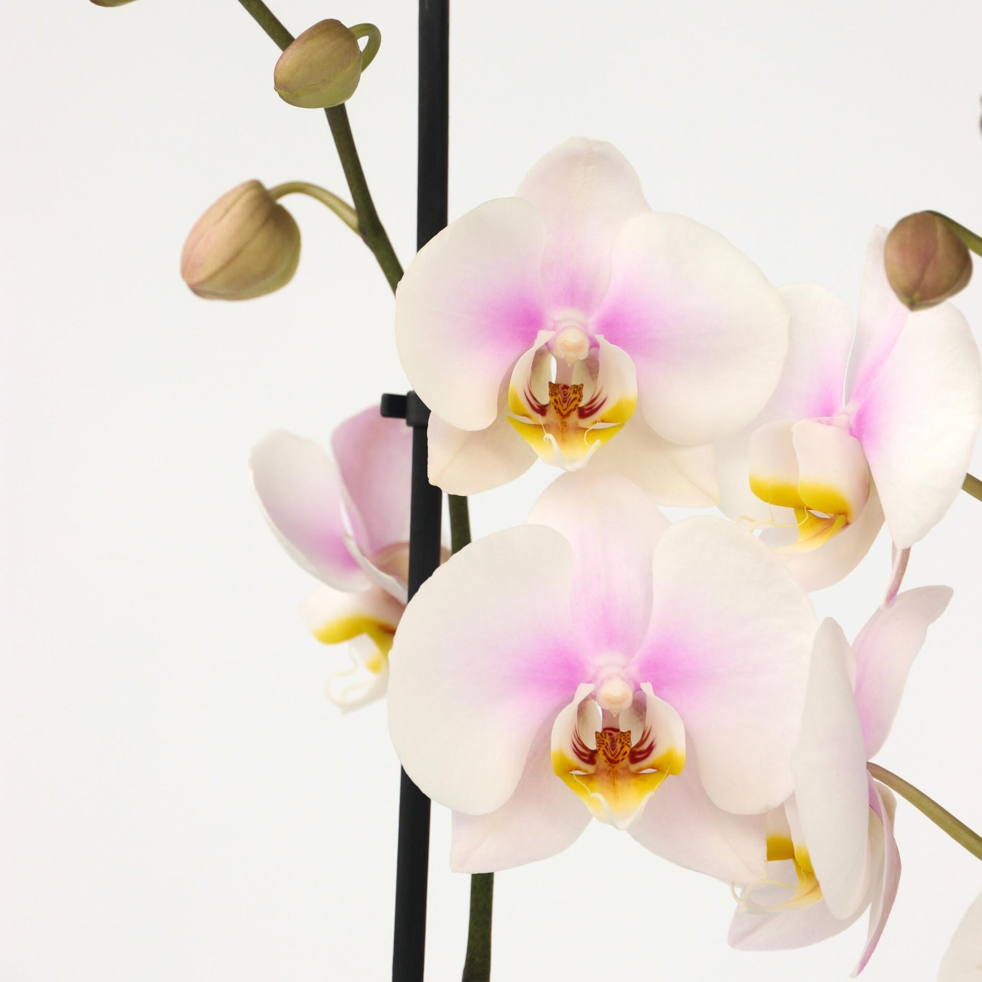 Orqídea Phalaenopsis - Phalaenopsis - Altura 50-60cm - ⌀12cm_3