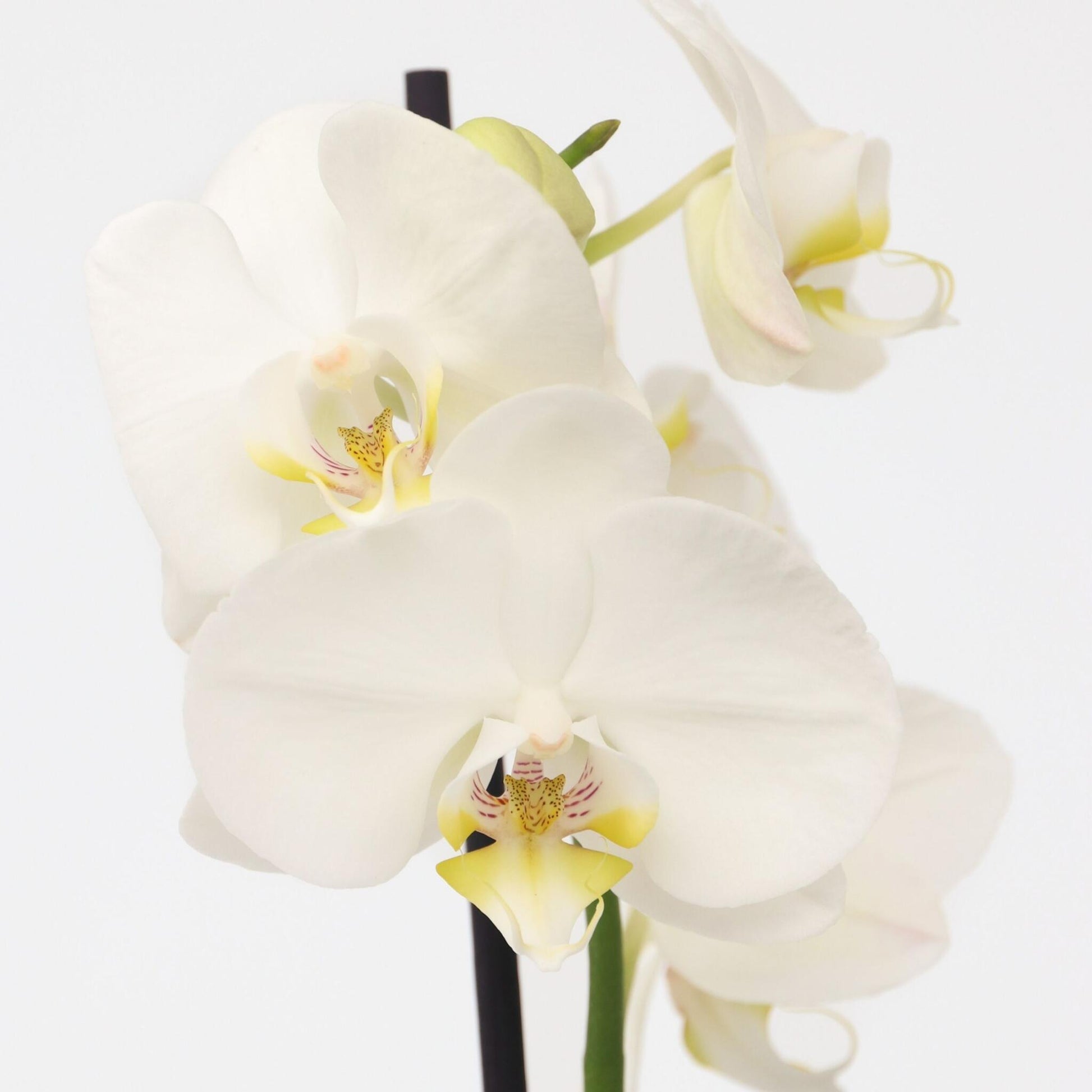 Orqídea Phalaenopsis - Phalaenopsis - Altura 50-60cm - ⌀12cm_3