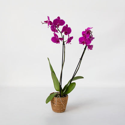 Orqídea Phalaenopsis - Phalaenopsis - Altura 50-60cm - ⌀12cm_4