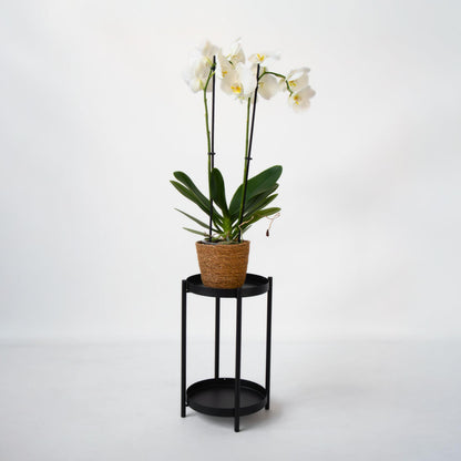 Orqídea Phalaenopsis - Phalaenopsis - Altura 50-60cm - ⌀12cm_4