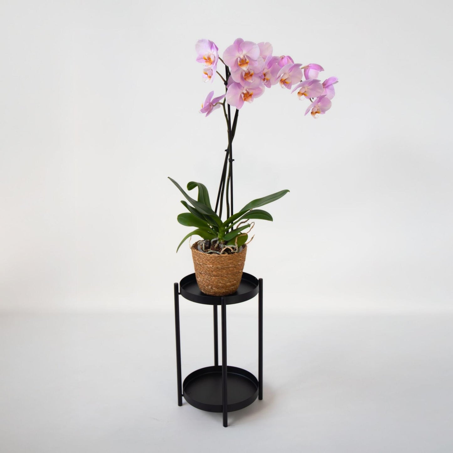 Orqídea Phalaenopsis - Phalaenopsis - Altura 50-60cm - ⌀12cm_4