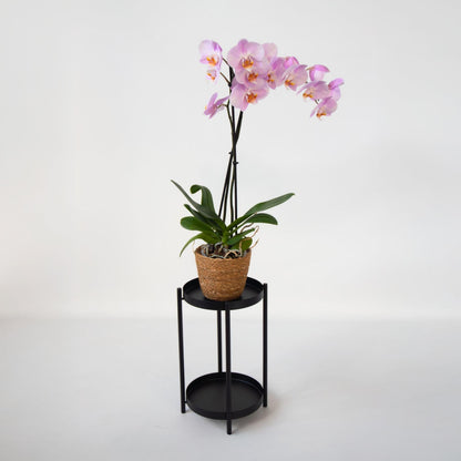 Orqídea Phalaenopsis - Phalaenopsis - Altura 50-60cm - ⌀12cm_4