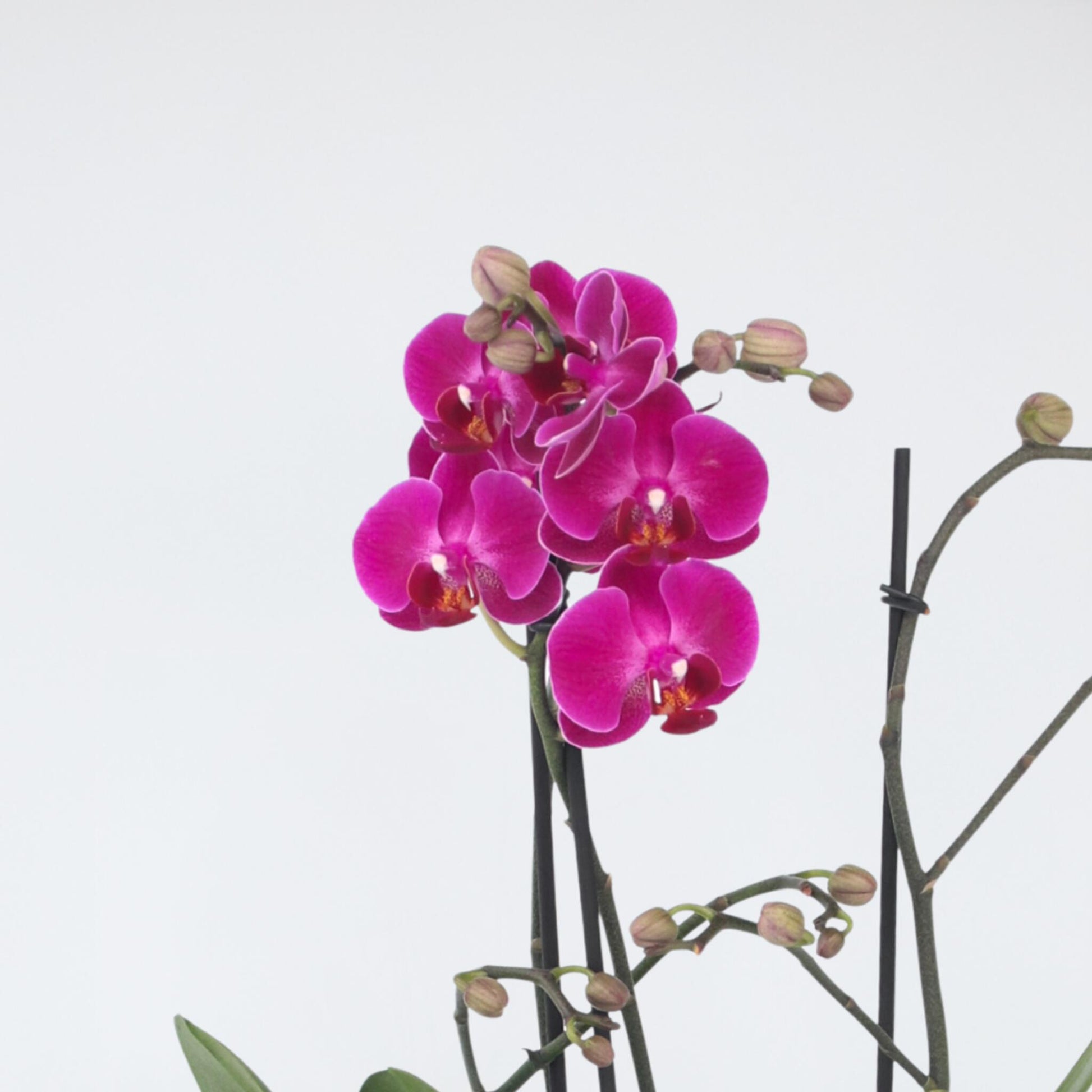 Orqídea Phalaenopsis - Phalaenopsis Multiflora - Altura 35-45cm - ⌀12cm_3