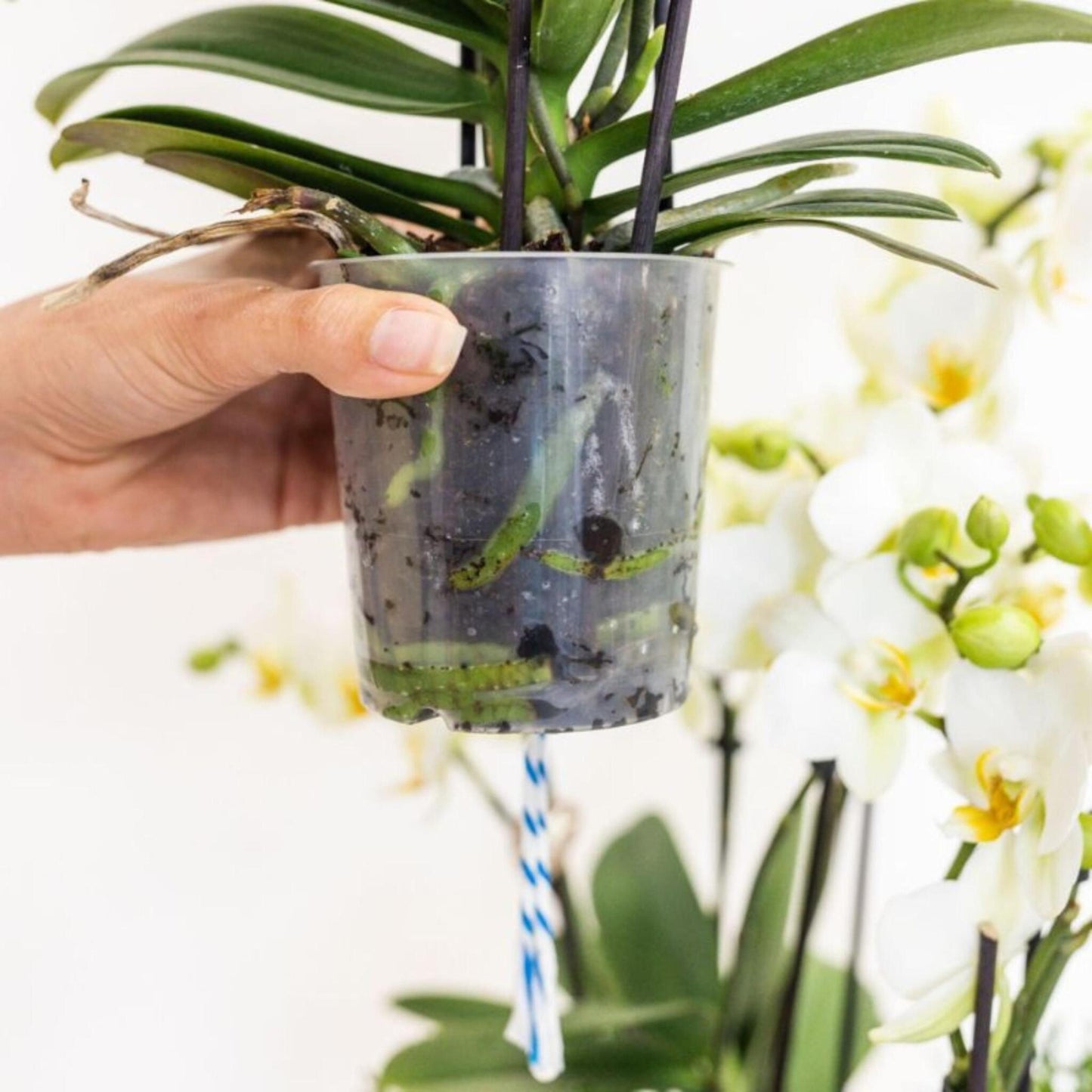 Orquídea En Cesta Blanca - Phalaenopsis - Altura 40–50cm - ⌀28cm_4