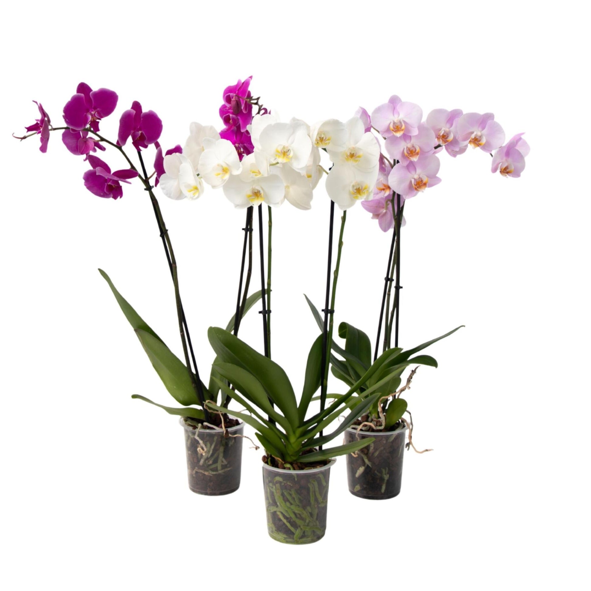 Orquídea Mariposa - Juego De 3 - Phalaenopsis - Altura 50-60cm - ⌀12cm_0