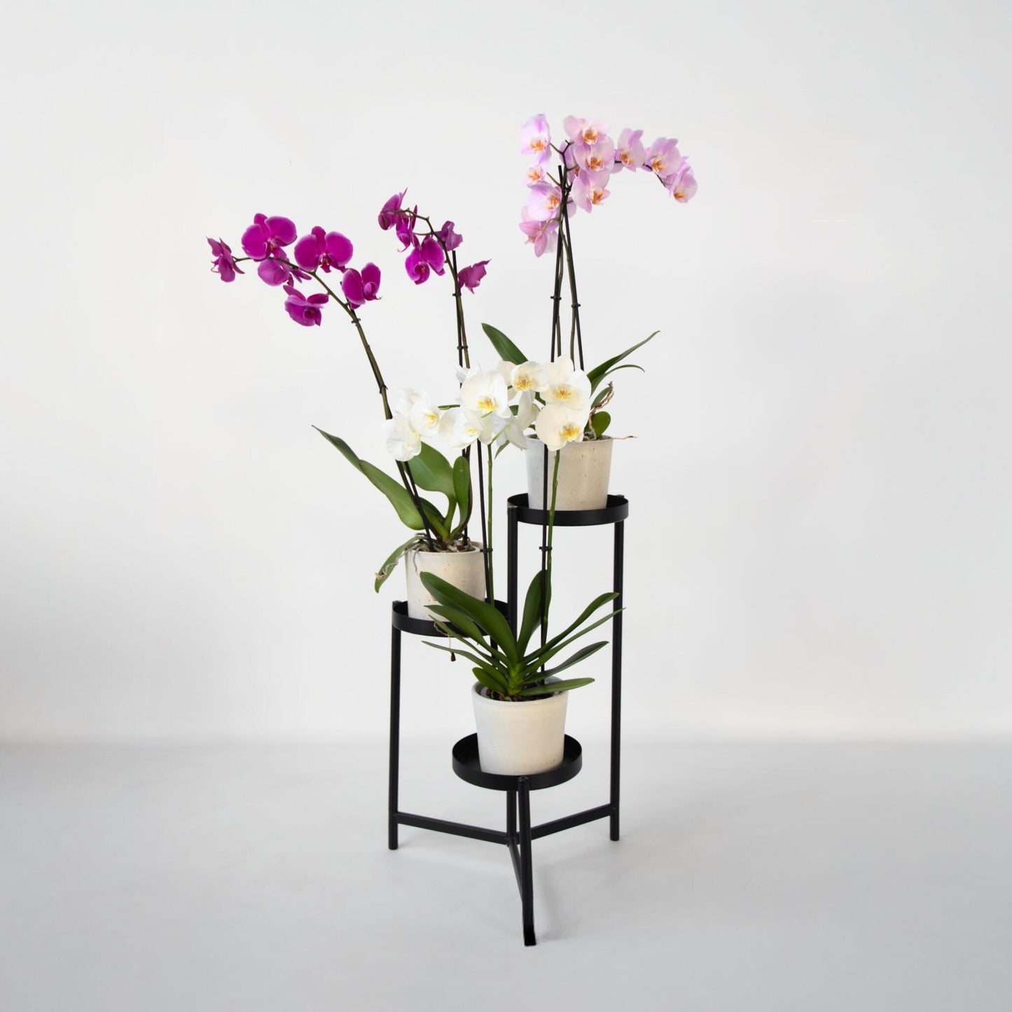 Orquídea Mariposa - Juego De 3 - Phalaenopsis - Altura 50-60cm - ⌀12cm_1