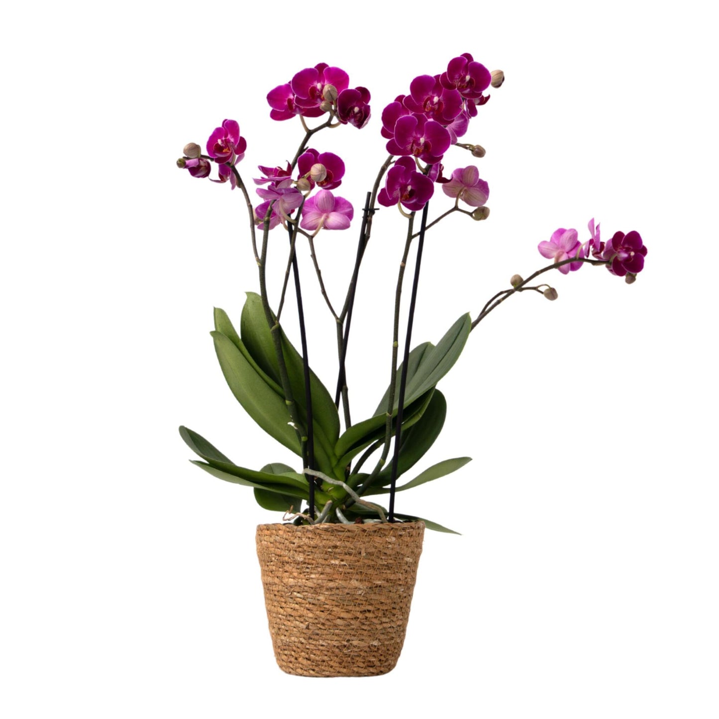 Orquídea Mariposa - Phalaenopsis Multiflora Con Cesta - Altura 35-45cm - ⌀12cm_0
