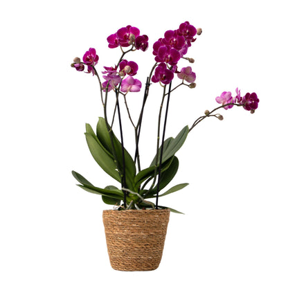 Orquídea Mariposa - Phalaenopsis Multiflora Con Cesta - Altura 35-45cm - ⌀12cm_0