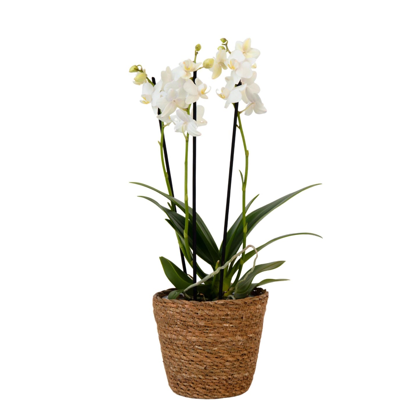 Orquídea Mariposa - Phalaenopsis Multiflora Con Cesta - Altura 35-45cm - ⌀12cm_0