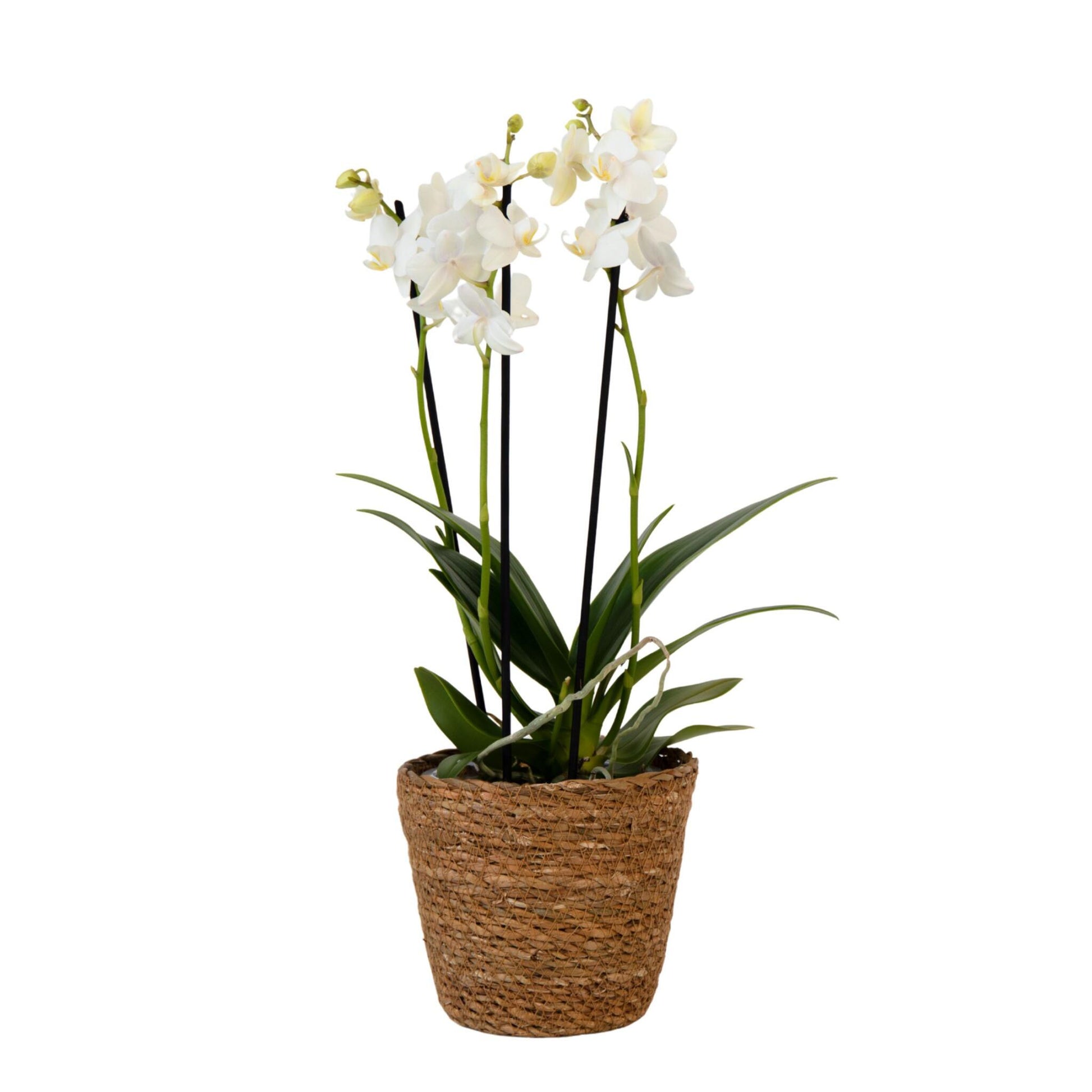 Orquídea Mariposa - Phalaenopsis Multiflora Con Cesta - Altura 35-45cm - ⌀12cm_0