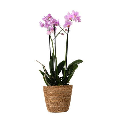 Orquídea Mariposa - Phalaenopsis Multiflora Con Cesta - Altura 35-45cm - ⌀12cm_0