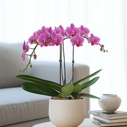 Orquídea Mariposa - Phalaenopsis Multiflora Con Cesta - Altura 35-45cm - ⌀12cm_1