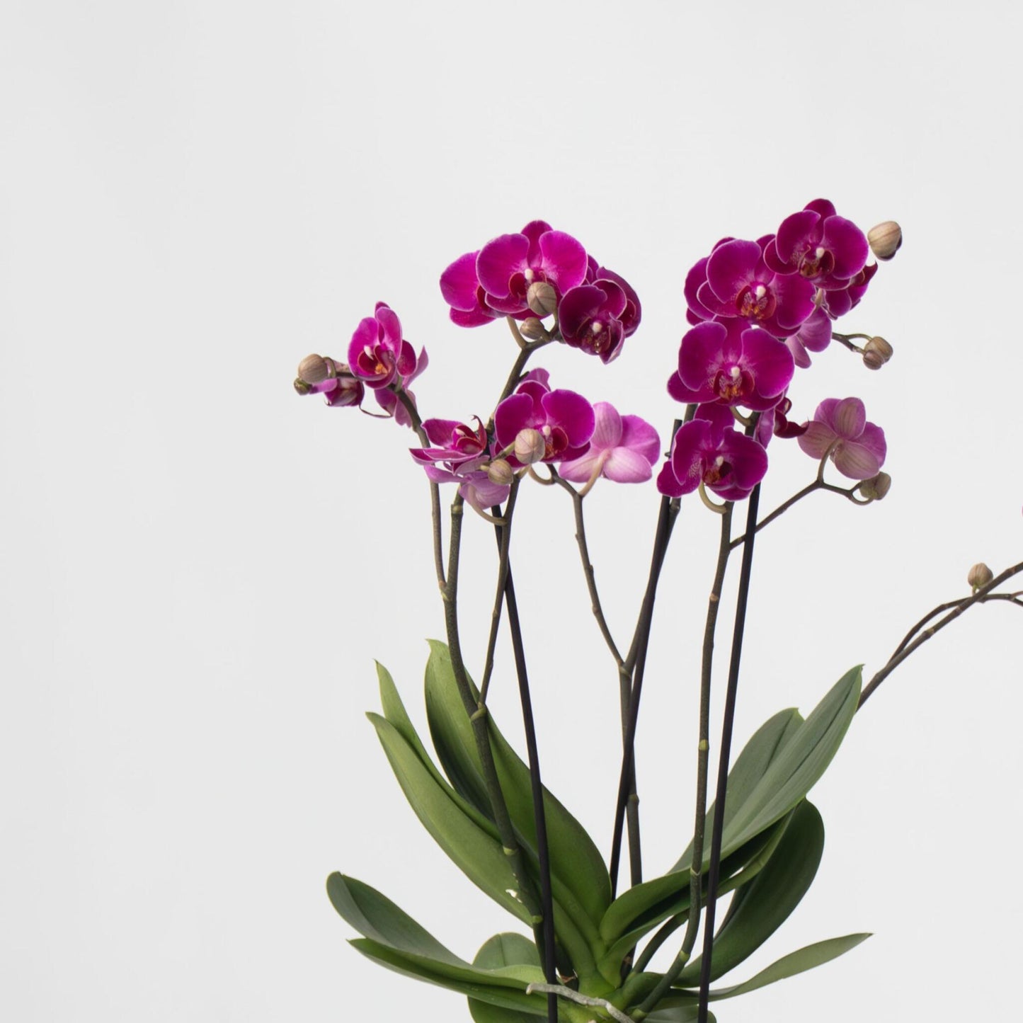 Orquídea Mariposa - Phalaenopsis Multiflora Con Cesta - Altura 35-45cm - ⌀12cm_3