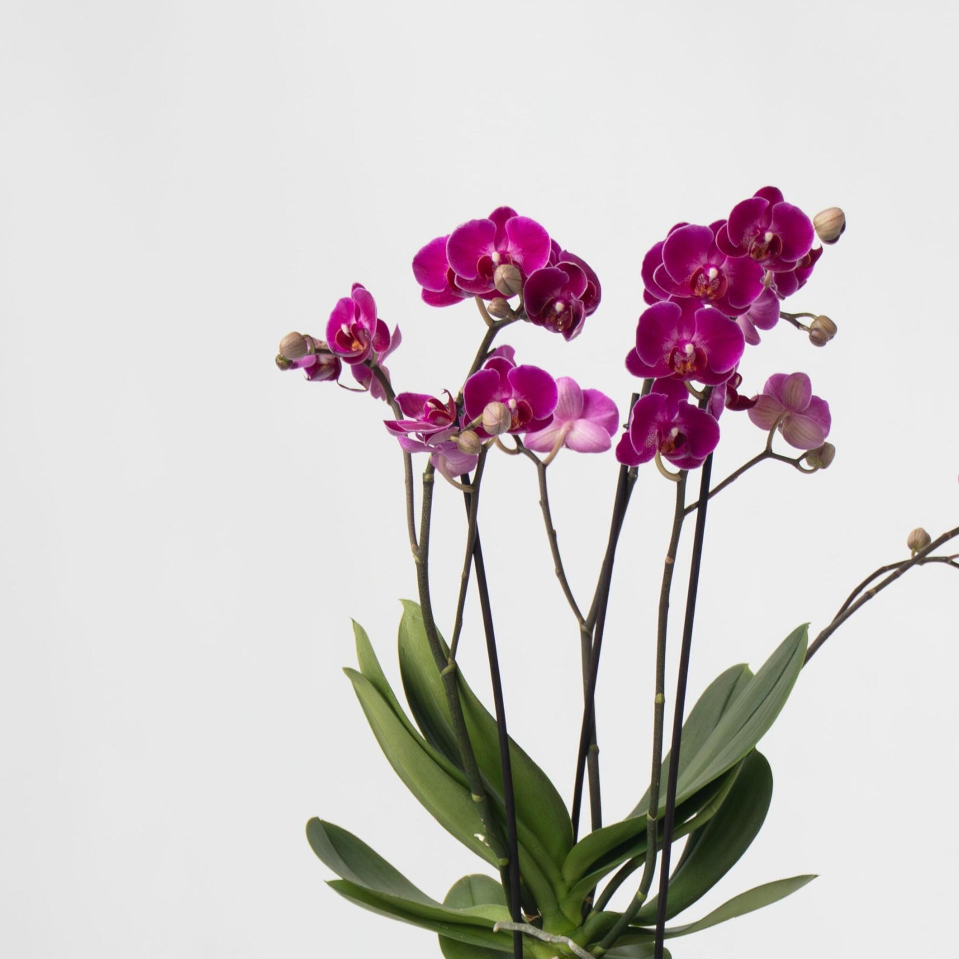 Orquídea Mariposa - Phalaenopsis Multiflora Con Cesta - Altura 35-45cm - ⌀12cm_3