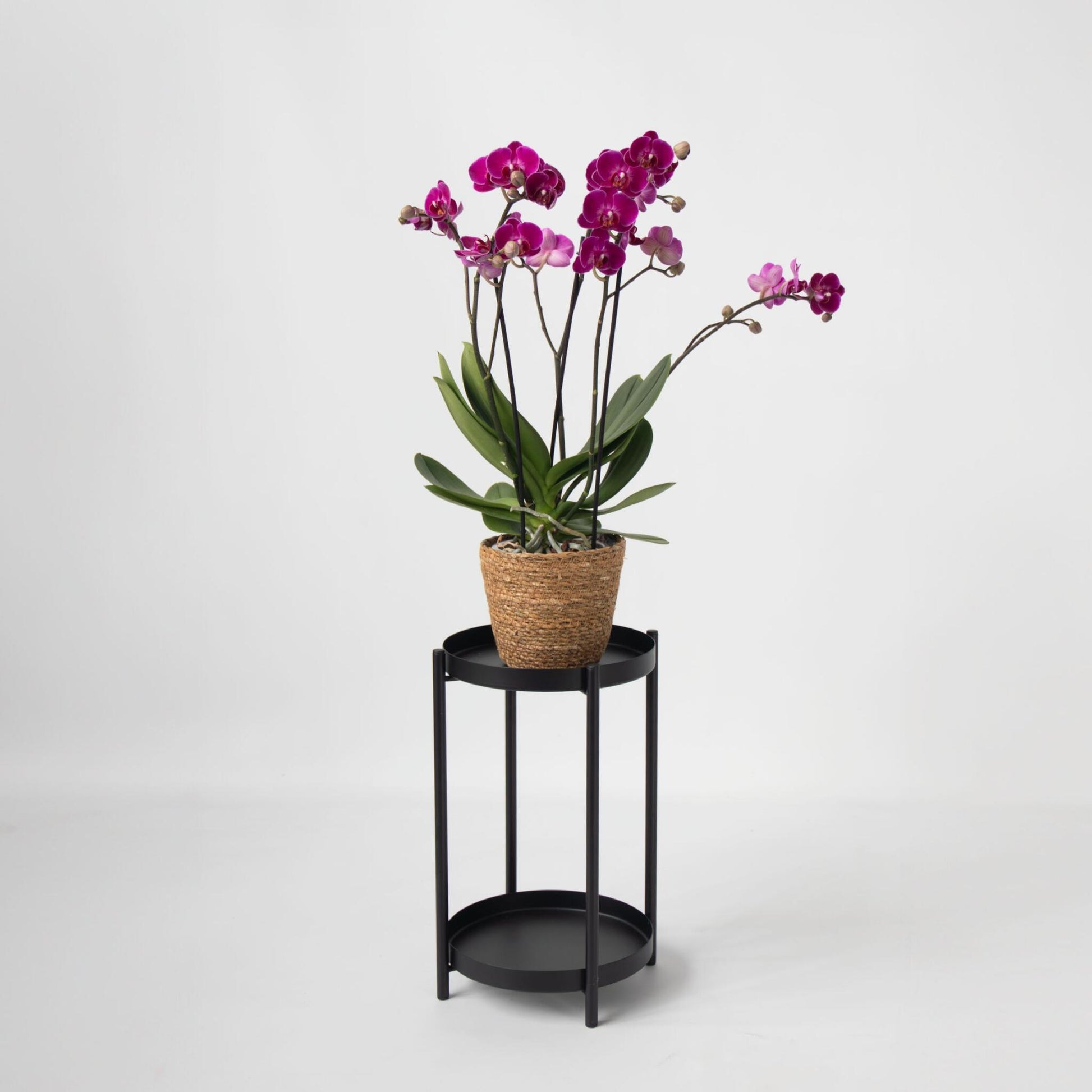 Orquídea Mariposa - Phalaenopsis Multiflora Con Cesta - Altura 35-45cm - ⌀12cm_4