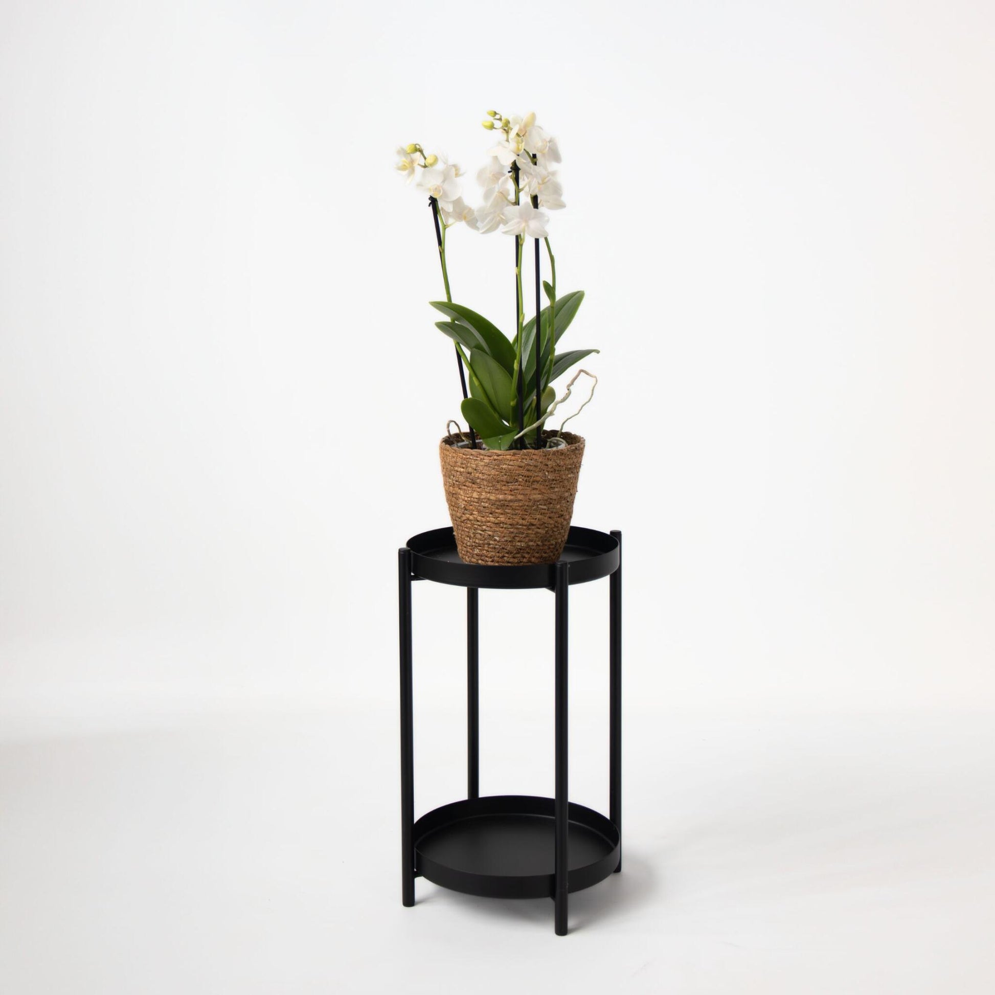 Orquídea Mariposa - Phalaenopsis Multiflora Con Cesta - Altura 35-45cm - ⌀12cm_4