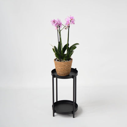 Orquídea Mariposa - Phalaenopsis Multiflora Con Cesta - Altura 35-45cm - ⌀12cm_4