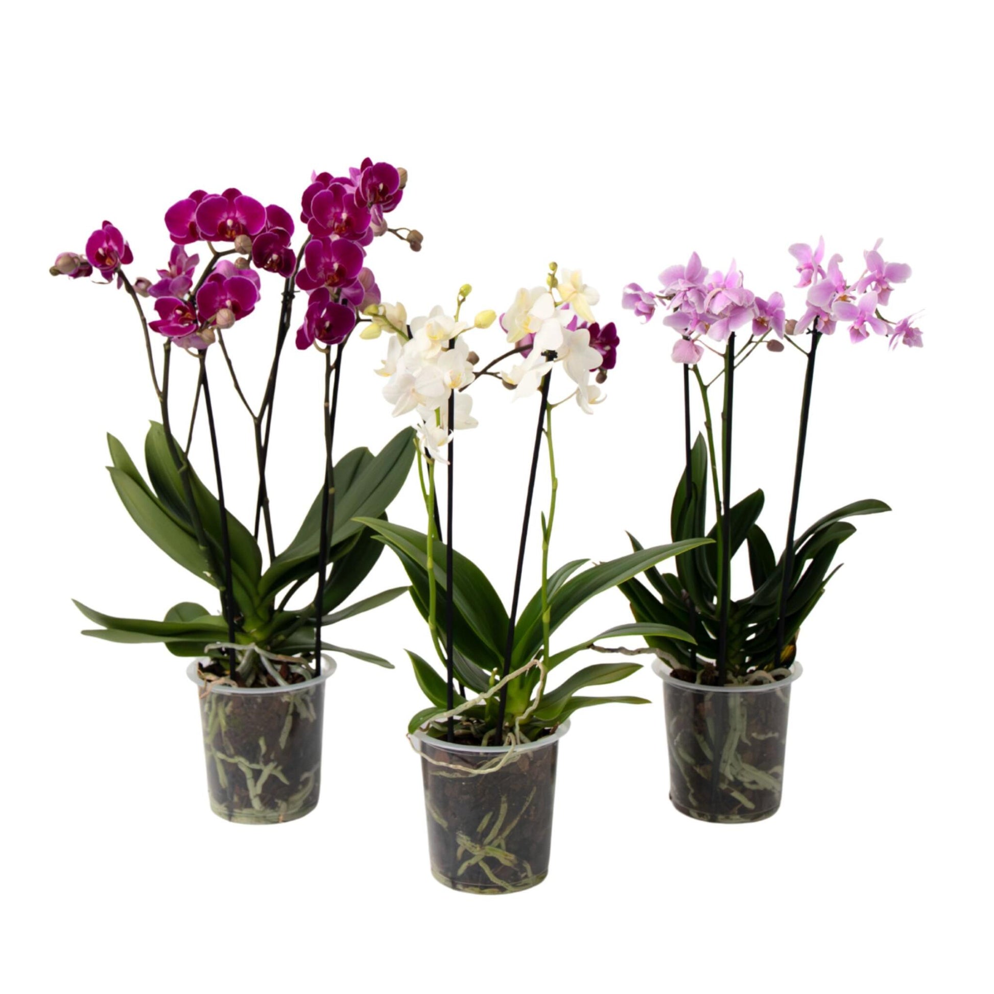 Orquídea Mariposa - Set De 3 - Phalaenopsis Multiflora - Altura 35-45cm - ⌀12cm_0