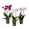 Orquídea Mariposa - Set De 3 - Phalaenopsis Multiflora - Altura 35-45cm - ⌀12cm