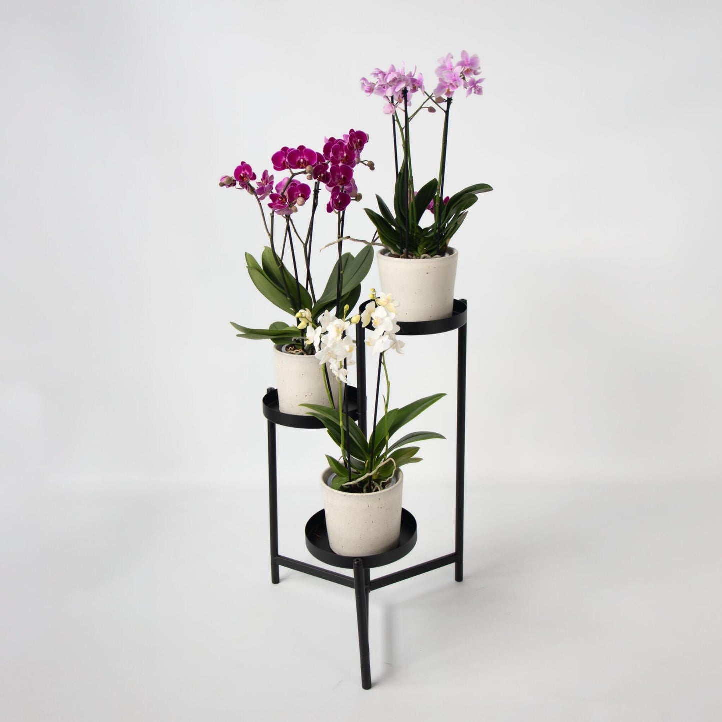 Orquídea Mariposa - Set De 3 - Phalaenopsis Multiflora - Altura 35-45cm - ⌀12cm_1