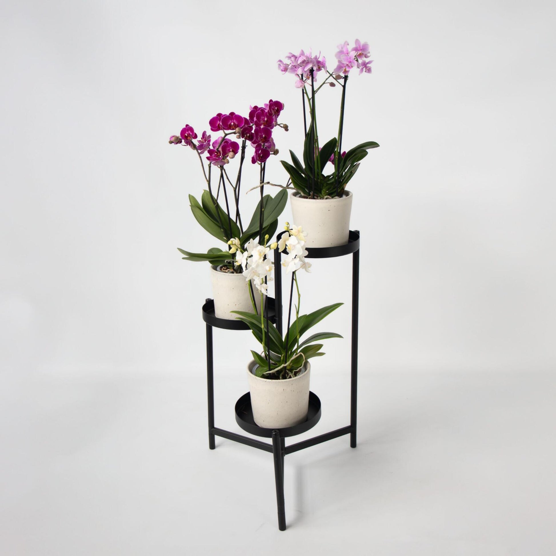Orquídea Mariposa - Set De 3 - Phalaenopsis Multiflora - Altura 35-45cm - ⌀12cm_1