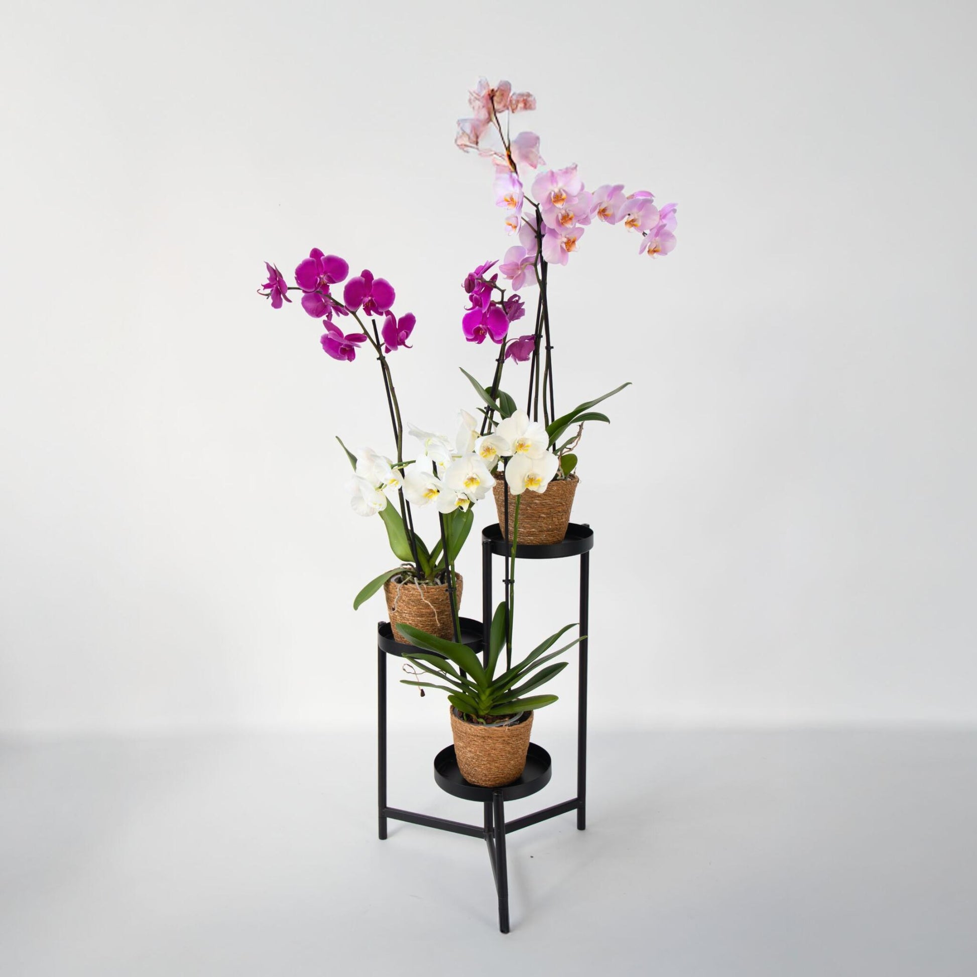 Orquídea Mariposa - X3 - Phalaenopsis En Cesta Deco - Altura 50-60cm - ⌀12cm_1