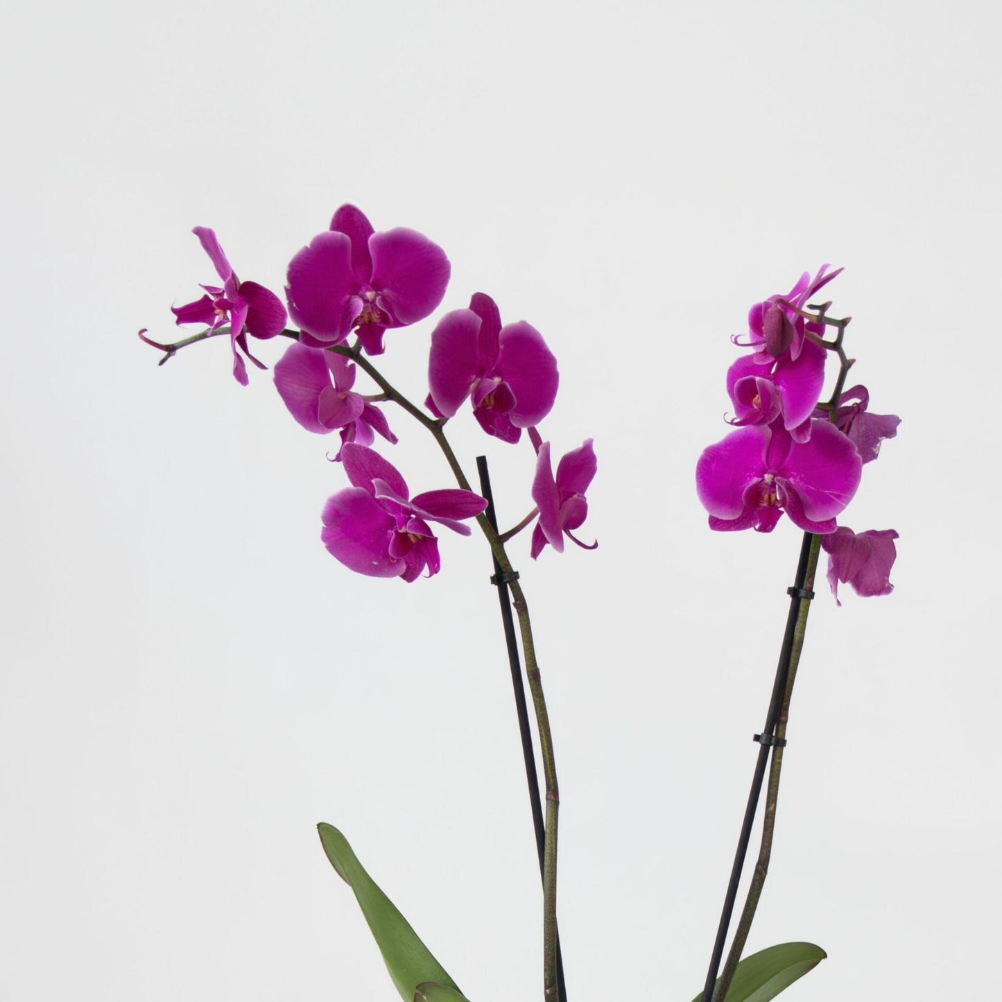 Orquídea Mariposa - X3 - Phalaenopsis En Cesta Deco - Altura 50-60cm - ⌀12cm_3
