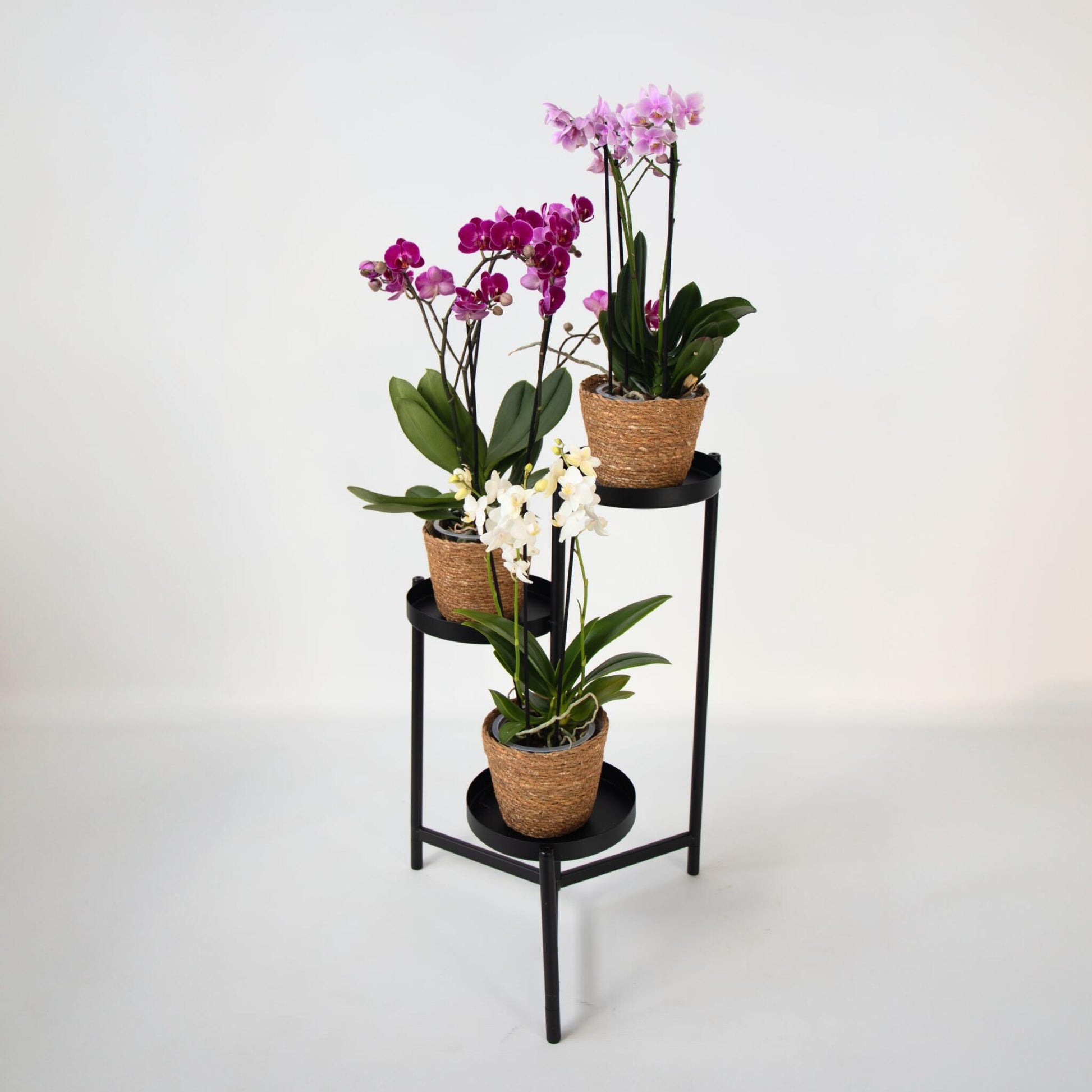 Orquídea Mariposa - X3 - Phalaenopsis Multiflora En Cesta -altura 35-45cm -⌀12cm_1
