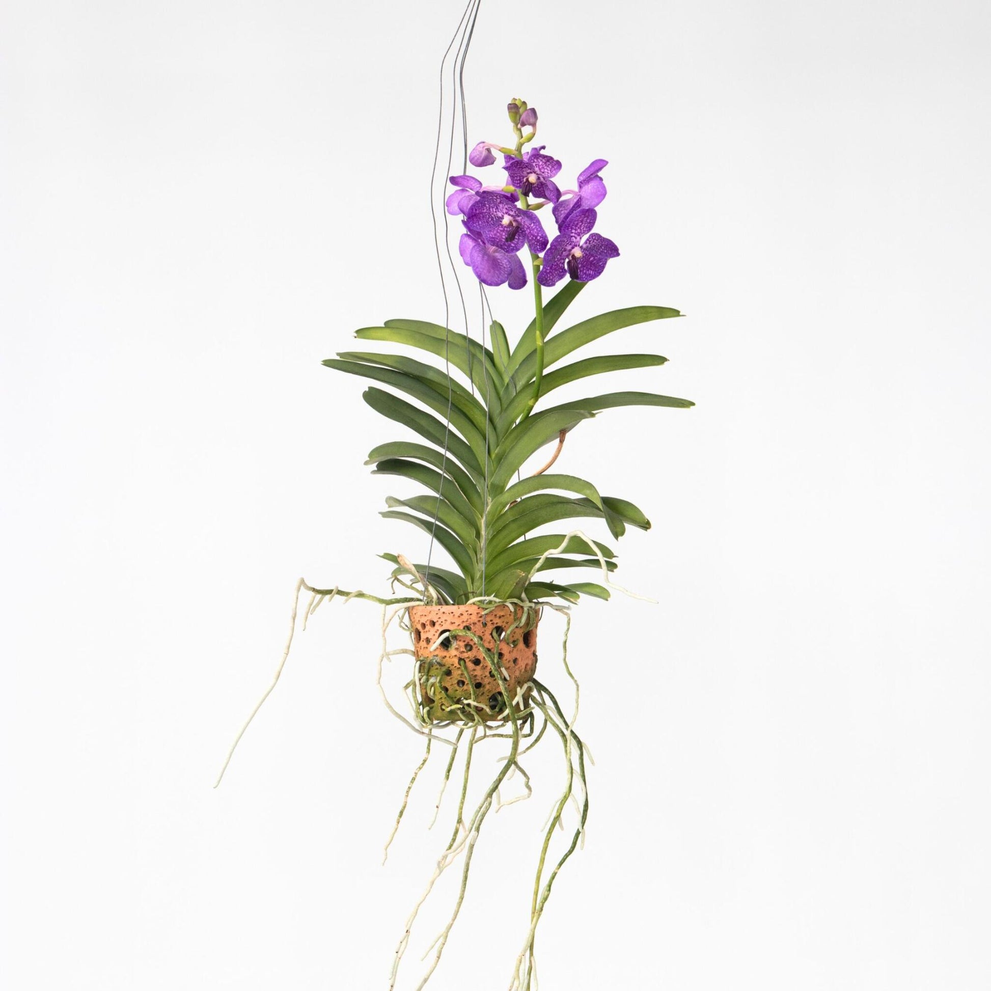 Orquídea Vanda - Vanda 'blue' - Altura 45-55cm - ⌀12cm_4