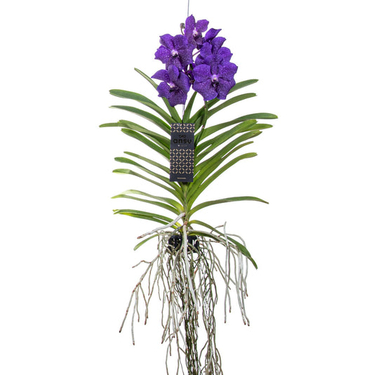 Orquídea Vanda - Vanda 'blue' - Altura 55-65cm_0