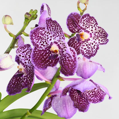 Orquídea Vanda - Vanda 'lila' - Altura 55-65cm_3