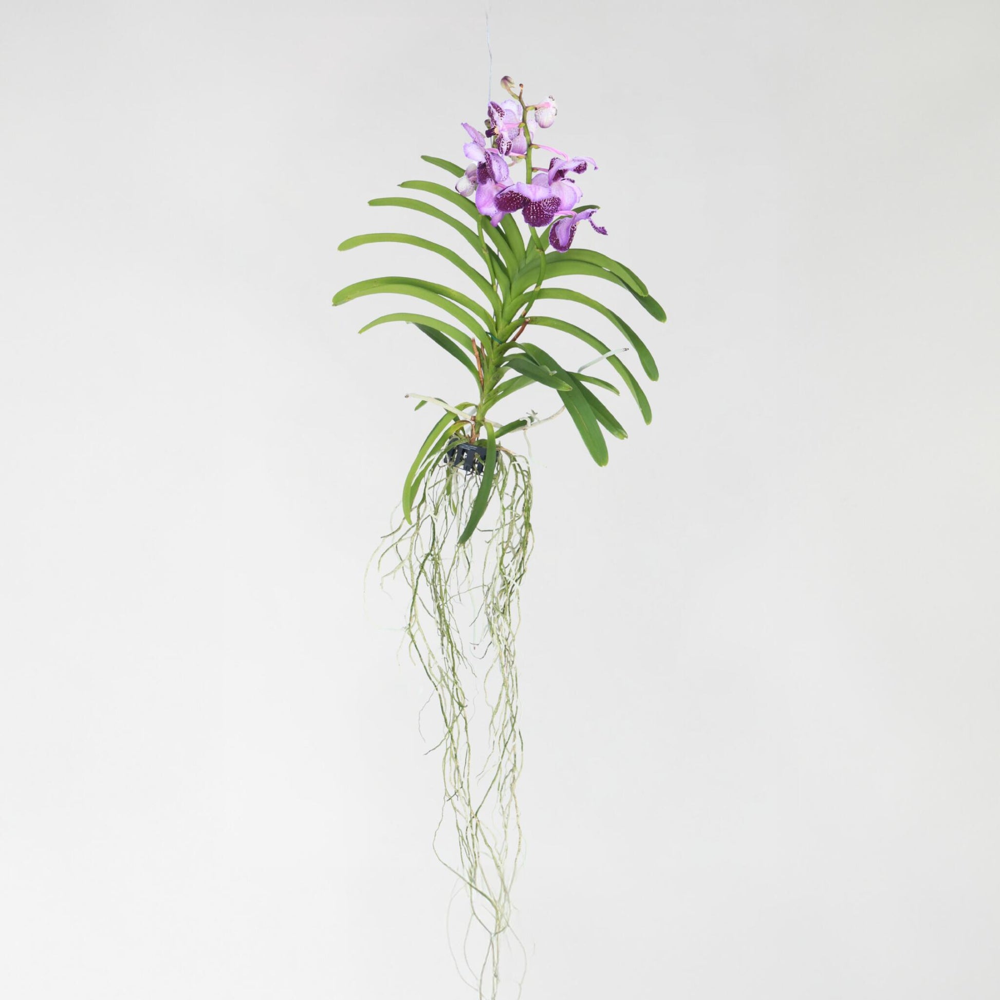 Orquídea Vanda - Vanda 'lila' - Altura 55-65cm_4