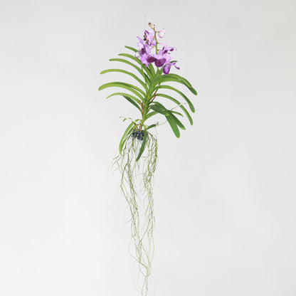 Orquídea Vanda - Vanda 'lila' - Altura 55-65cm_4