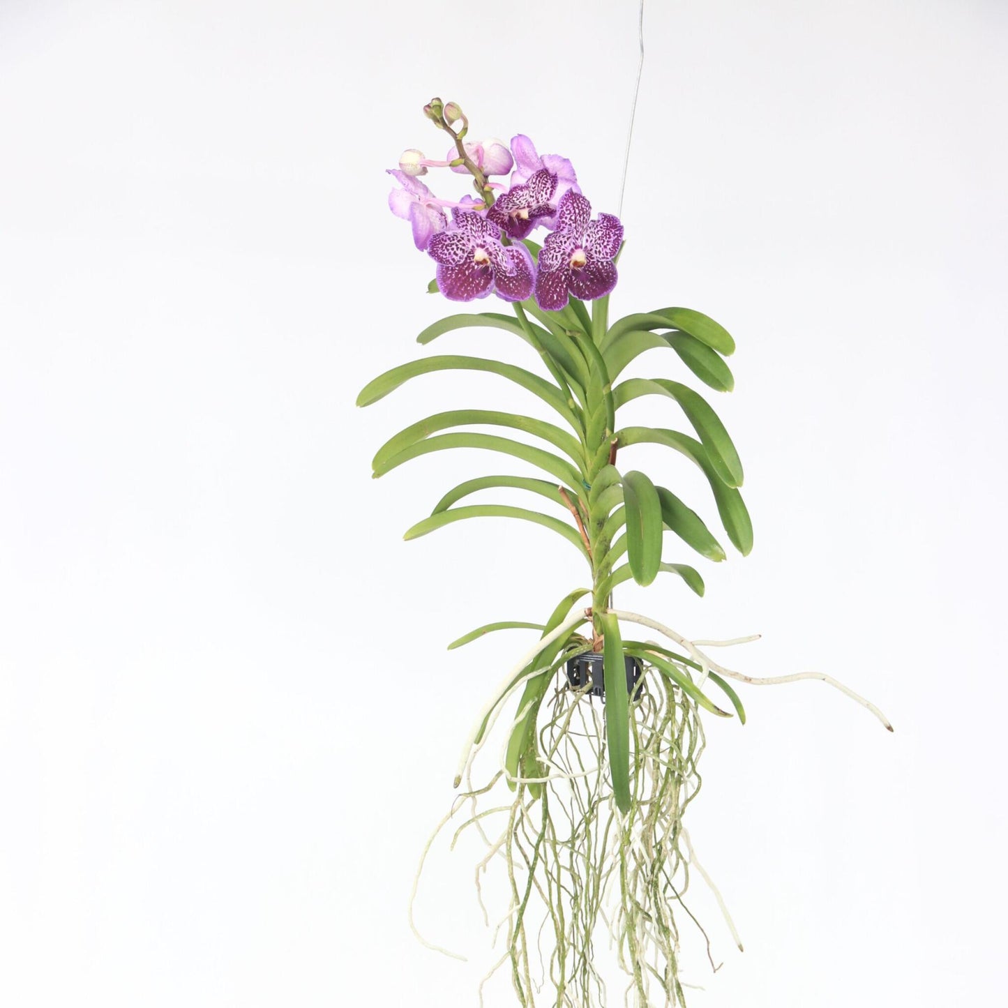 Orquídea Vanda - Vanda 'lilac Beauty' - Altura 85-95cm_1