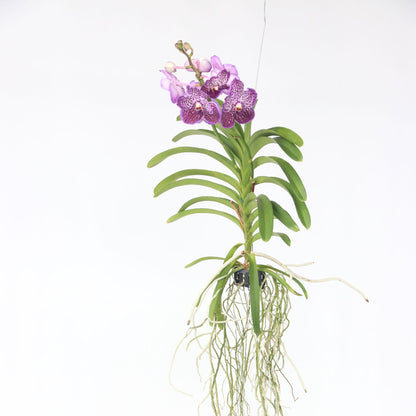 Orquídea Vanda - Vanda 'lilac Beauty' - Altura 85-95cm_1