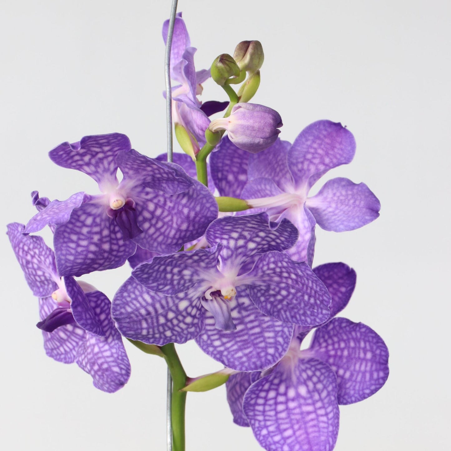 Orquídea Vanda - Vanda 'magic Royal Blue' - Altura 55-65cm_3