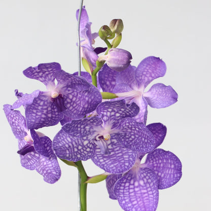 Orquídea Vanda - Vanda 'magic Royal Blue' - Altura 55-65cm_3