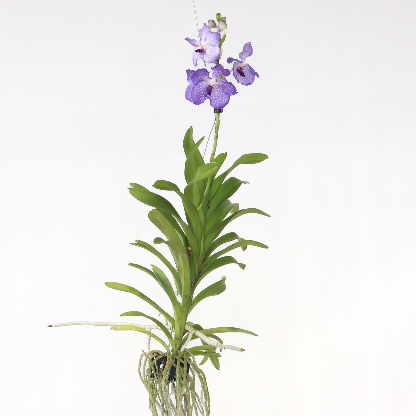 Orquídea Vanda - Vanda 'new Blue' - Altura 55-65cm_4