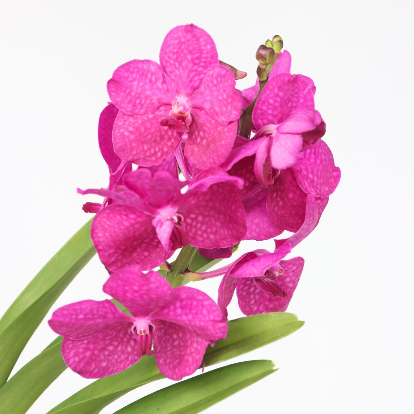 Orquídea Vanda - Vanda 'pink' - Altura 45-55cm - ⌀12cm_3