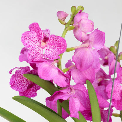 Orquídea Vanda - Vanda 'pink' - Altura 45-55cm_3