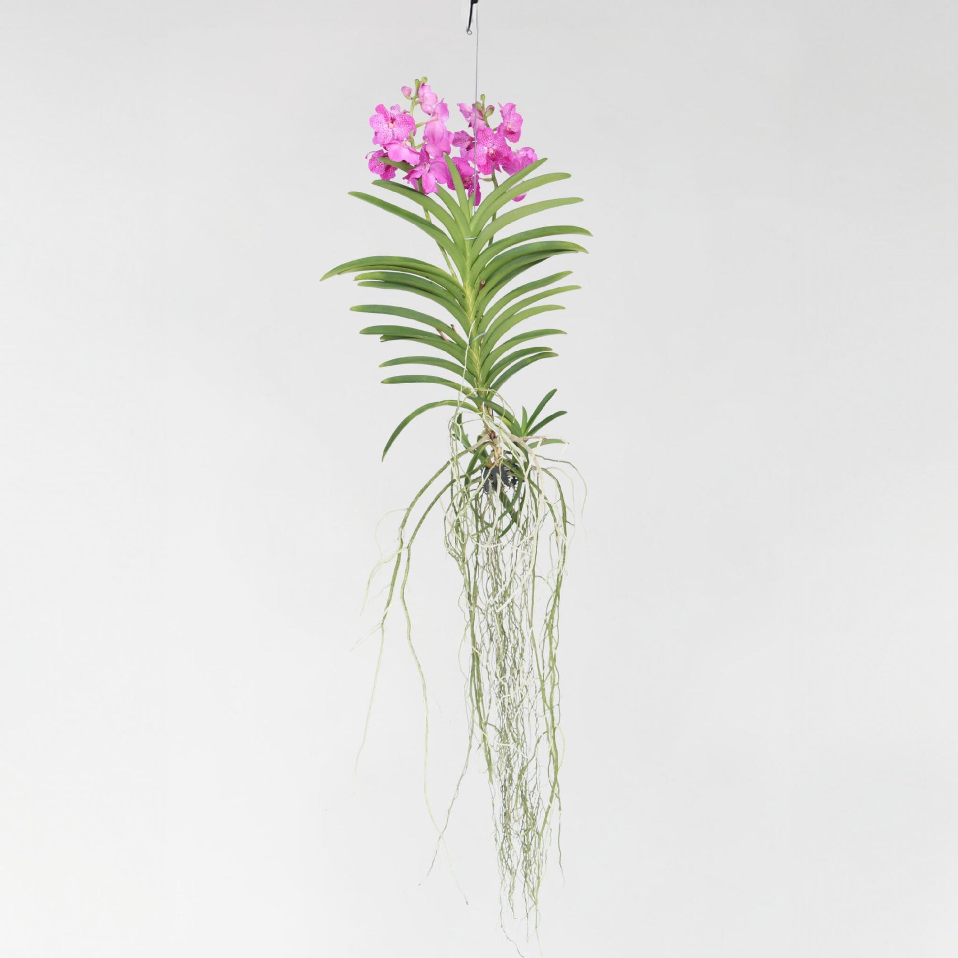 Orquídea Vanda - Vanda 'pink' - Altura 45-55cm_4