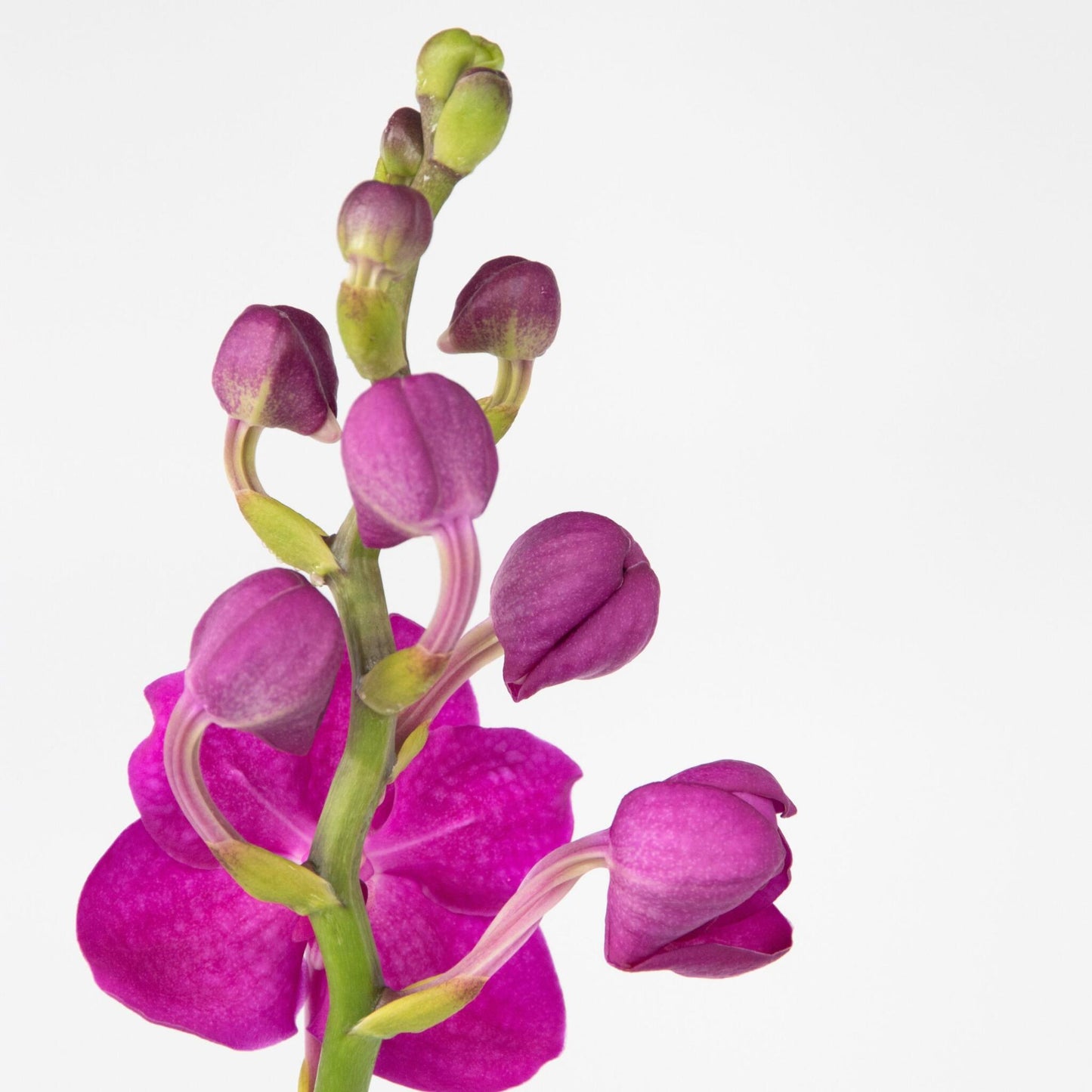 Orquídea Vanda - Vanda 'pink' - Altura 55-65cm_3
