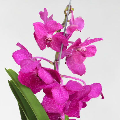 Orquídea Vanda - Vanda 'tayanee Cerise' - Altura 55-65cm_3