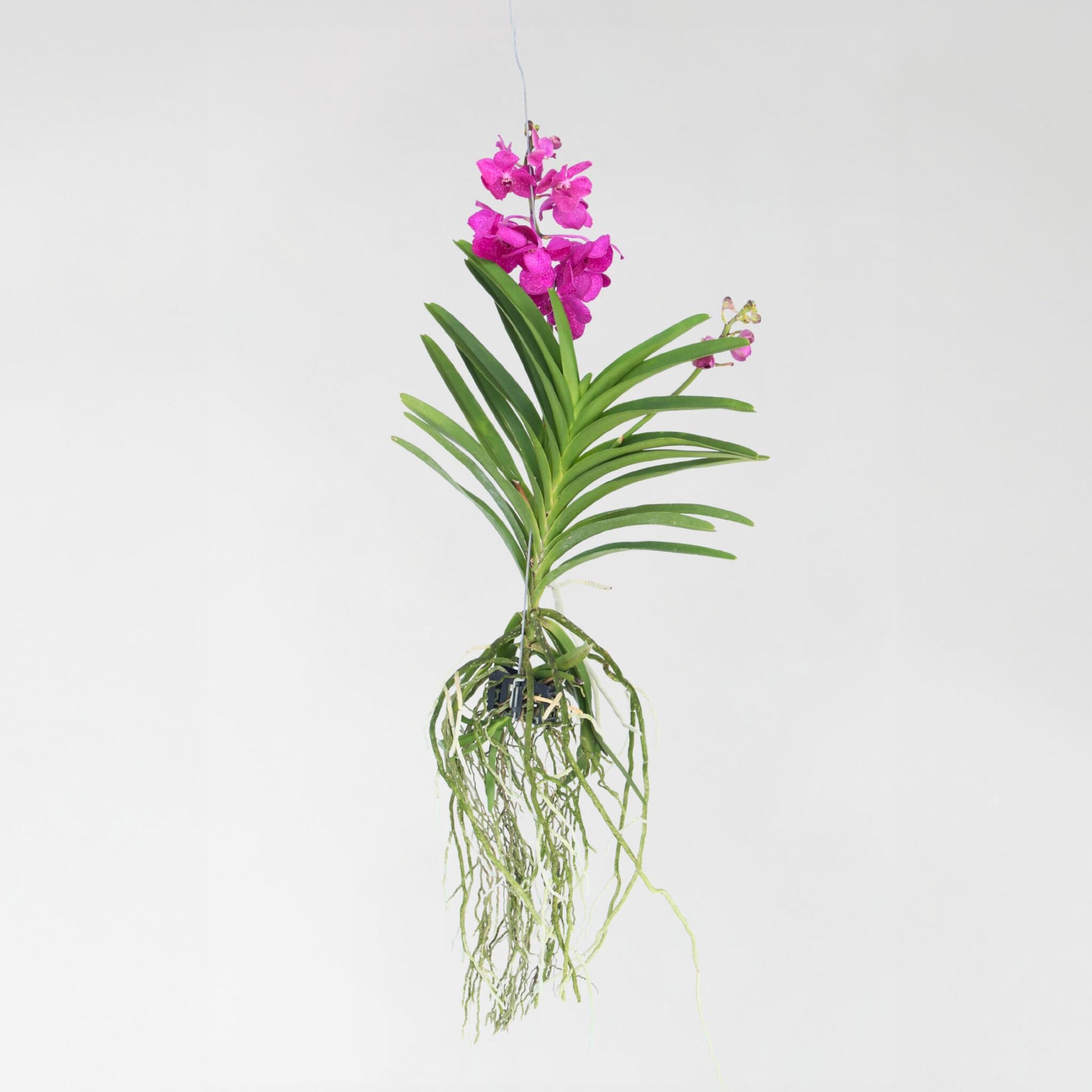 Orquídea Vanda - Vanda 'tayanee Cerise' - Altura 55-65cm_4