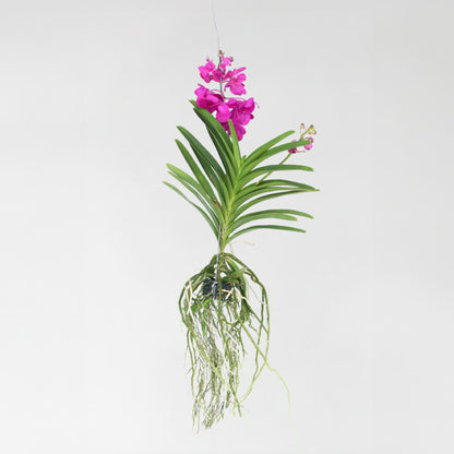 Orquídea Vanda - Vanda 'tayanee Cerise' - Altura 55-65cm_4