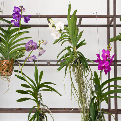 Orquídea Vanda - Vanda 'velvet Blackberry' - Altura 80-90cm_1