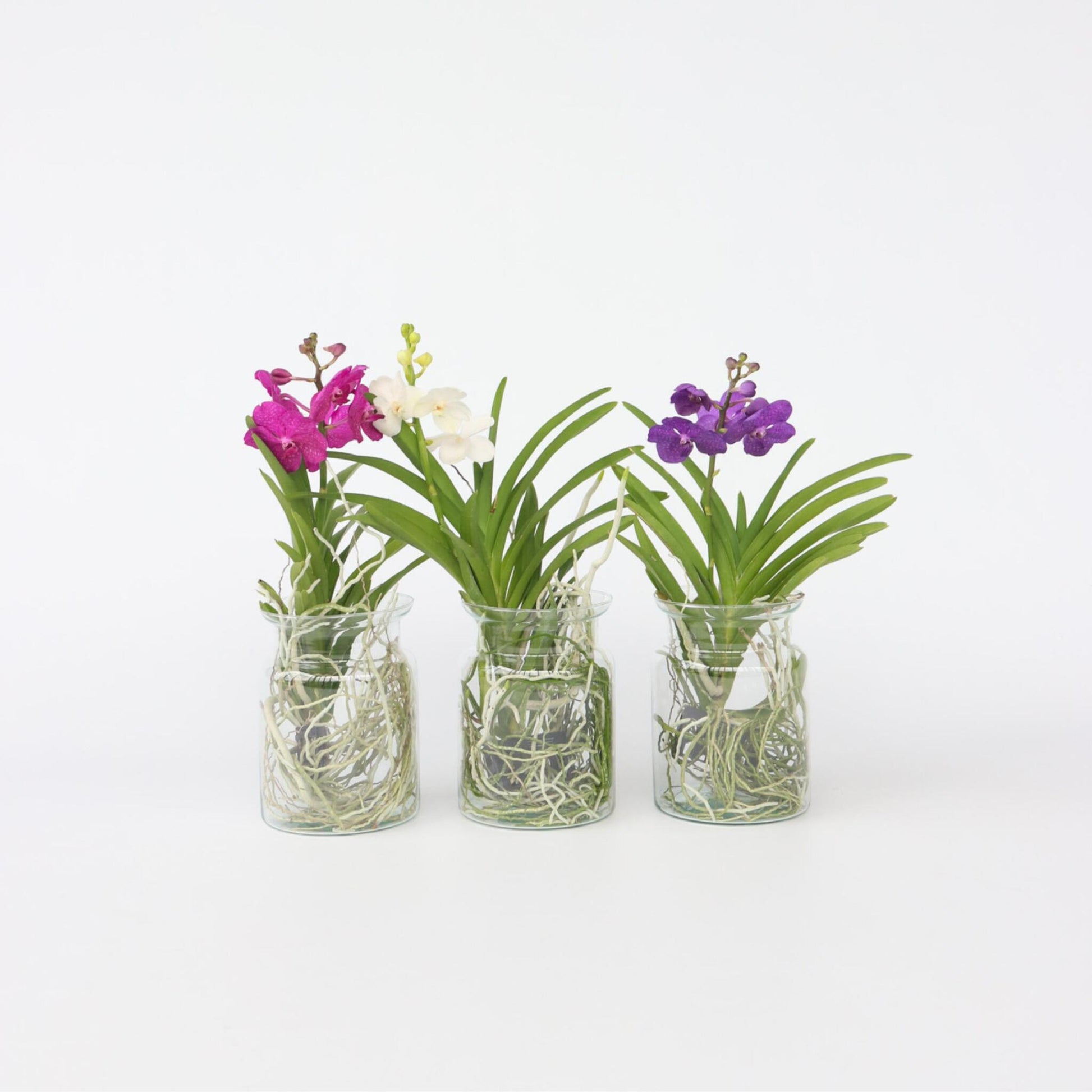 Orquídea Vanda - Vanda 'white' - Altura 40-50cm - ⌀14cm_1